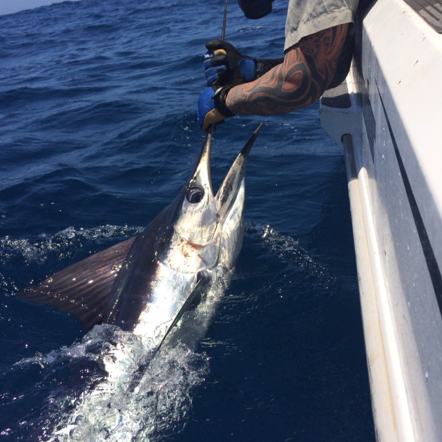 ANGLER: Simon Carey SPECIES: Striped Marlin, Simon's first!!  WEIGHT: est 50kg. LURE: JB Lures, toxic green Chopper